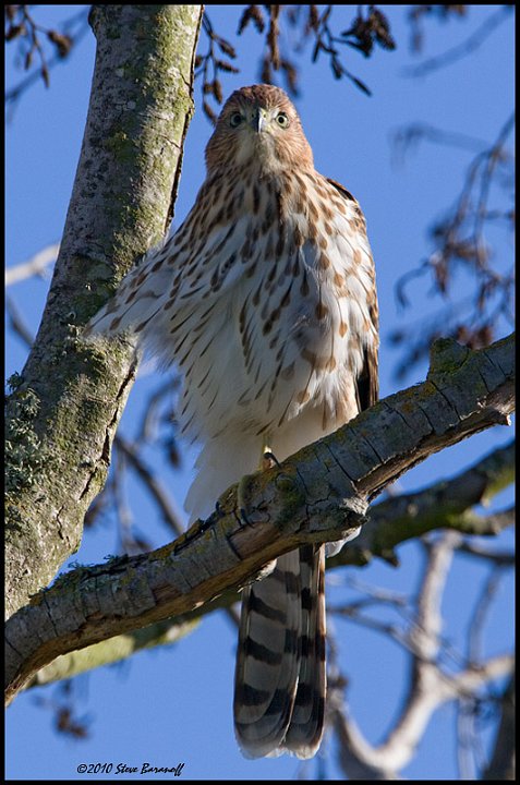 _0SB3755 coopers hawk.jpg